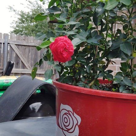 True love rose