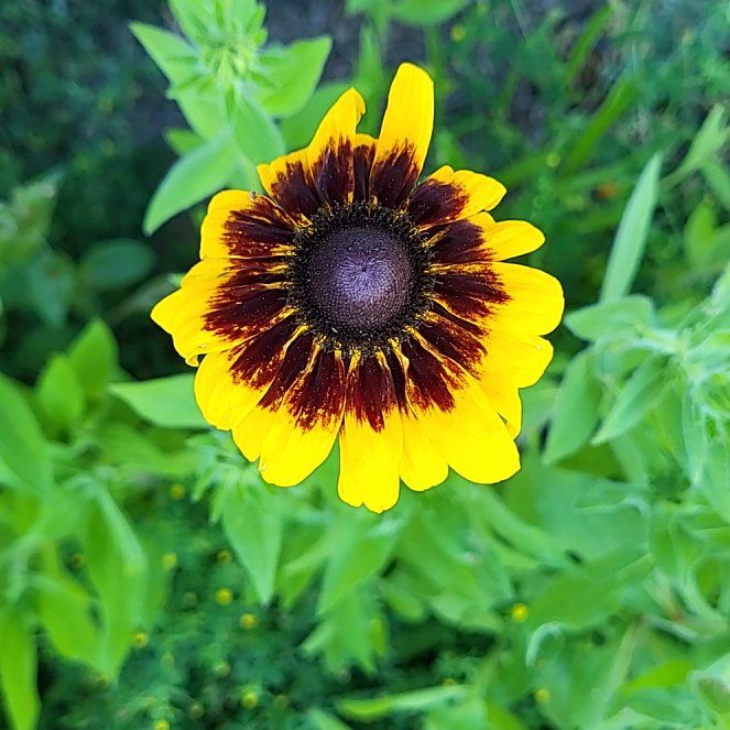 Photo of the plant species Blackeyed Susan by @BuffHoya54 named Pax on Greg, the plant care app