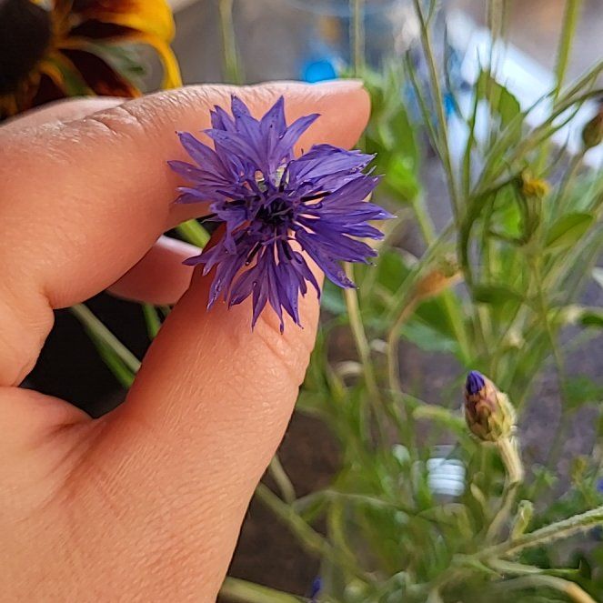 Photo of the plant species Centaurea Cyanus by @BuffHoya54 named Daphne on Greg, the plant care app