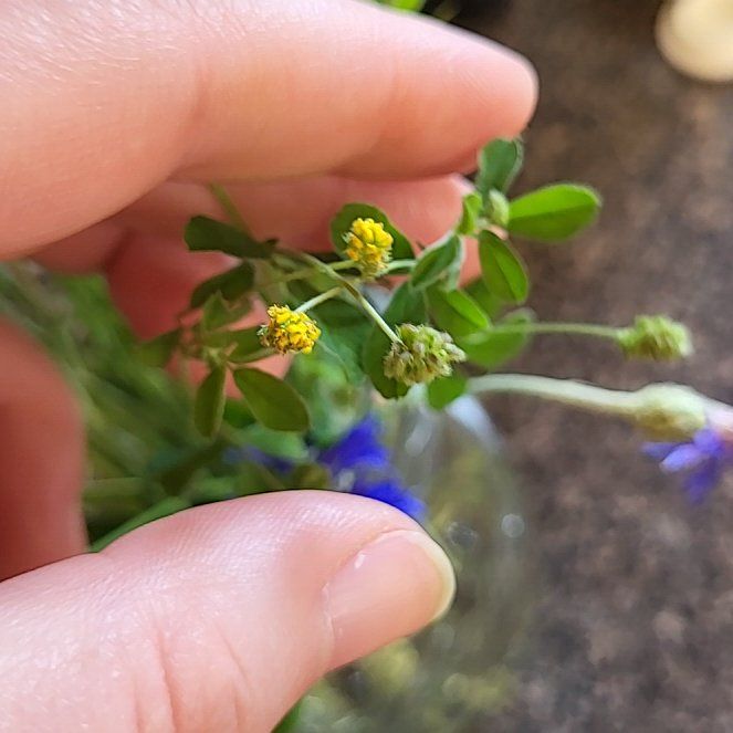 Photo of the plant species Black Medick by @BuffHoya54 named Morgan Treeman on Greg, the plant care app