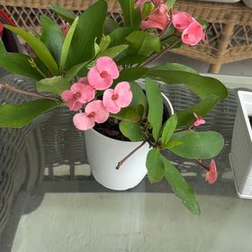Photo of the plant species Assorted Euphorbia by @StrongLippia70 named Foxxy on Greg, the plant care app