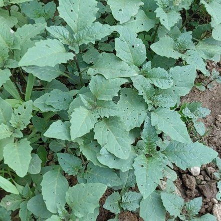 Photo of the plant species Black Nightshade by @GoldDamsii30 named Spike Leaves on Greg, the plant care app