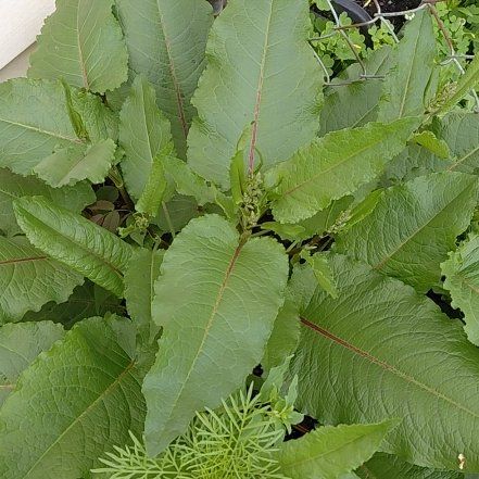 Photo of the plant species Broad-Leaved Dock by @GoldDamsii30 named Ronaldo on Greg, the plant care app