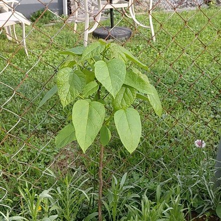 Photo of the plant species Cigar Tree by @GoldDamsii30 named Sol on Greg, the plant care app