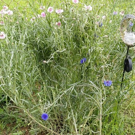 Photo of the plant species Centaurea Cyanus by @GoldDamsii30 named Drake on Greg, the plant care app