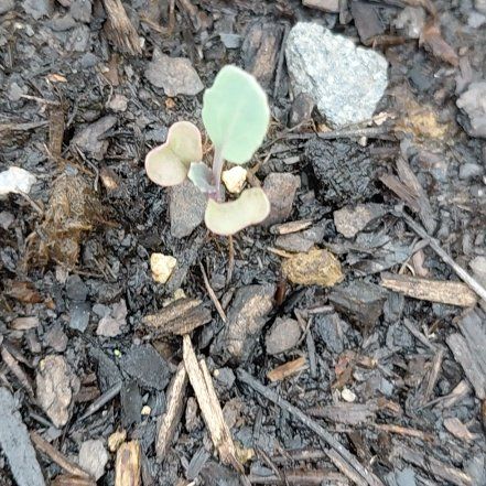 Photo of the plant species Karo by @GoldDamsii30 named Delilah on Greg, the plant care app