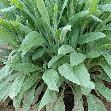 Photo of the plant species Common Hound's-Tongue by @GoldDamsii30 named Michelle Branch on Greg, the plant care app