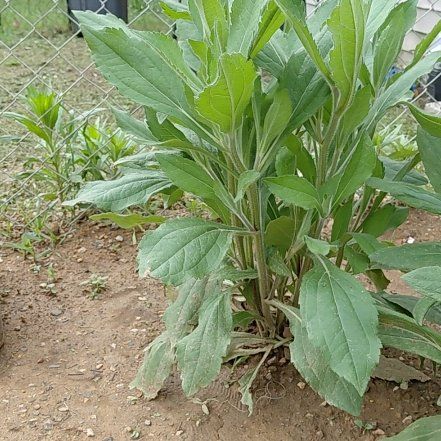 Photo of the plant species Jerusalem Artichoke by @GoldDamsii30 named Huckleberry Fern on Greg, the plant care app