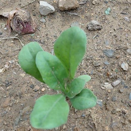 Photo of the plant species Jewels of Opar by @GoldDamsii30 named Clooney on Greg, the plant care app