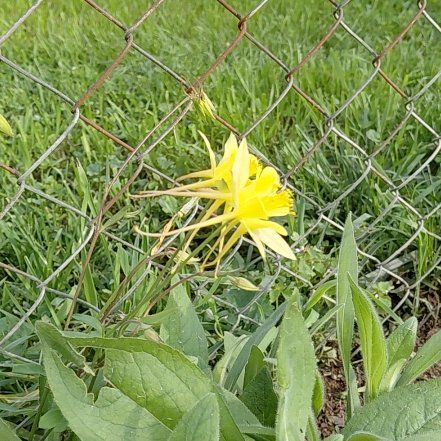 Photo of the plant species Yellow Clintonia by @GoldDamsii30 named Luna on Greg, the plant care app