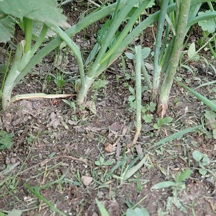 Photo of the plant species Brown Onion by @GoldDamsii30 named Gregarious on Greg, the plant care app