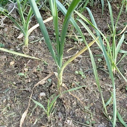 Photo of the plant species Allium Sativum by @GoldDamsii30 named Sherlock on Greg, the plant care app