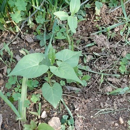 Photo of the plant species Black Bindweed by @GoldDamsii30 named Winston on Greg, the plant care app