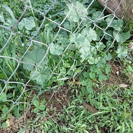 Photo of the plant species Cheeseweed Mallow by @GoldDamsii30 named Rosa on Greg, the plant care app