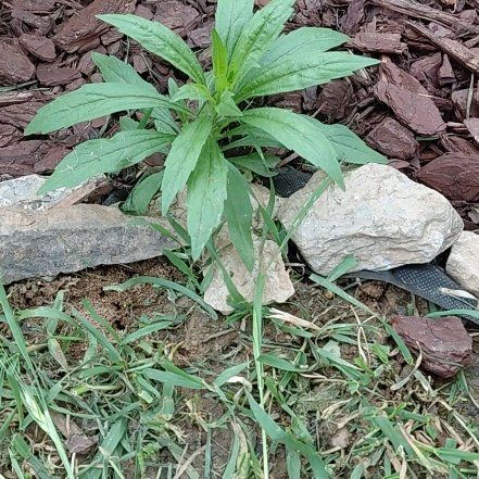 Photo of the plant species Canadian Fleabane by @GoldDamsii30 named Sahara on Greg, the plant care app