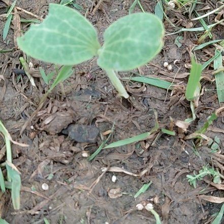 Photo of the plant species Wild Cucumber by @GoldDamsii30 named Leonardo on Greg, the plant care app