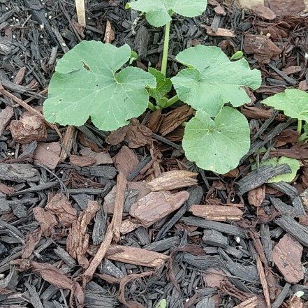 Photo of the plant species Winter Squash by @GoldDamsii30 named Morgan Treeman on Greg, the plant care app