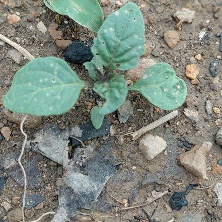 Photo of the plant species Purple Amaranth by @GoldDamsii30 named ChloroPhil on Greg, the plant care app