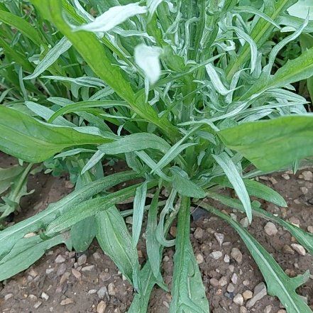 Photo of the plant species Argentine Fleabane by @GoldDamsii30 named Austen on Greg, the plant care app