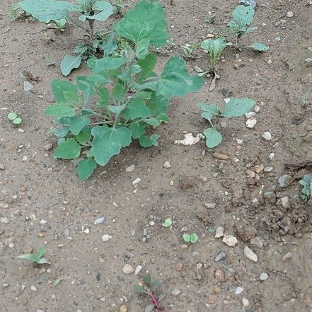 Photo of the plant species Melde by @GoldDamsii30 named Keanu Leaves on Greg, the plant care app