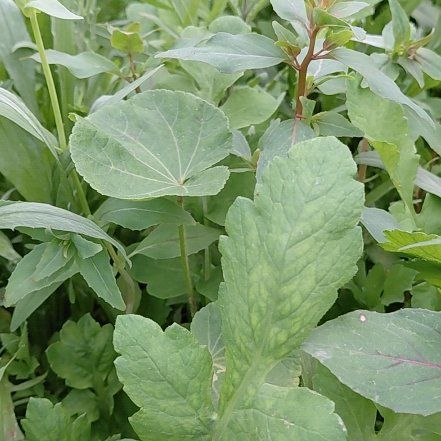 Photo of the plant species Garden Rocket by @GoldDamsii30 named Homer on Greg, the plant care app