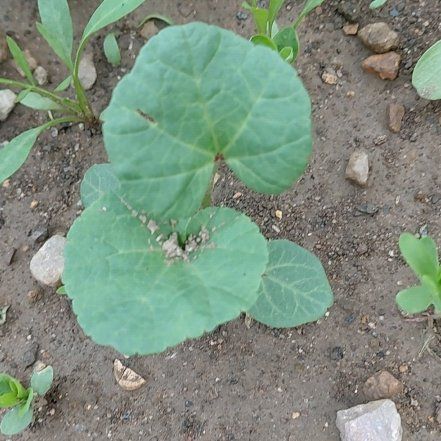 Photo of the plant species Melon by @GoldDamsii30 named Nithin on Greg, the plant care app