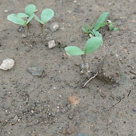 Photo of the plant species Northern Shorewort by @GoldDamsii30 named Elle on Greg, the plant care app