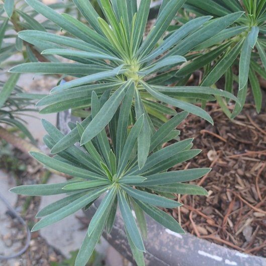 Photo of the plant species Albanian Spurge by @WiseJacaranda62 named Bigleef Smalls on Greg, the plant care app