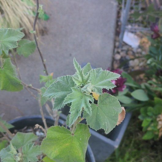 Photo of the plant species Tree Mallow by @WiseJacaranda62 named Willow on Greg, the plant care app