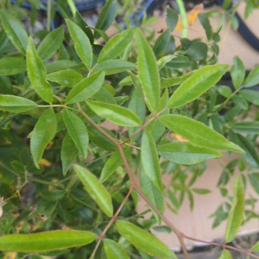 Photo of the plant species Evergreen Rose by @WiseJacaranda62 named Anne on Greg, the plant care app