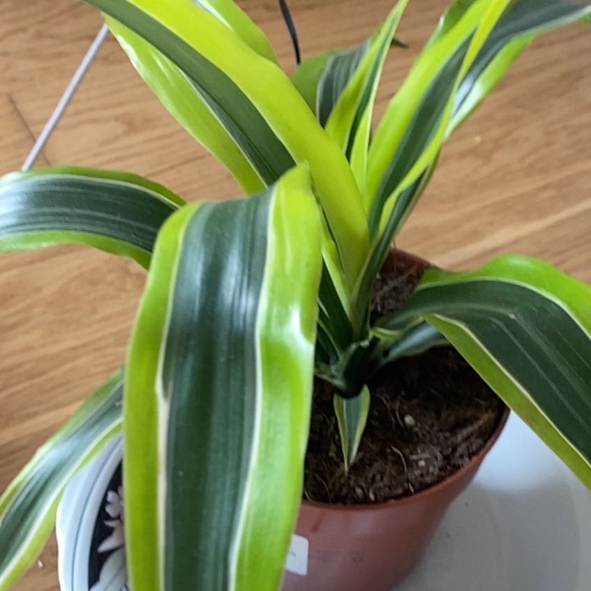 Photo of the plant species Dracaena Limelight by @ProudKaro60 named Tilo on Greg, the plant care app