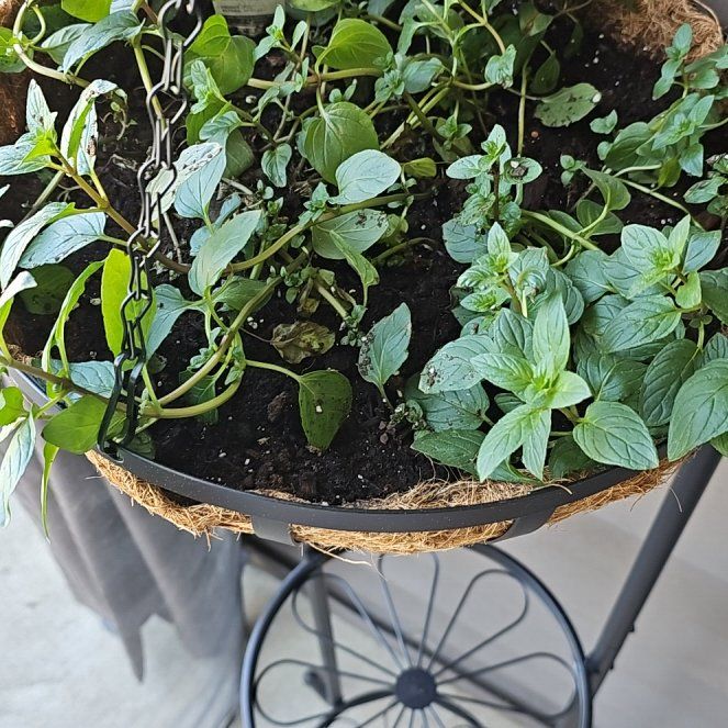 Photo of the plant species Peppermint by @AnewCowslip74 named Minty on Greg, the plant care app