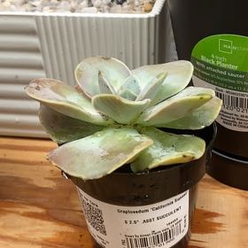 Photo of the plant species Graptosedum 'California Sunset' by @TryPothos1 named Hemingway on Greg, the plant care app