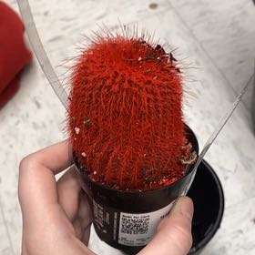 Photo of the plant species Kosmik Kaktus-a Special Cactus A by @TryPothos1 named Prickly Parker on Greg, the plant care app