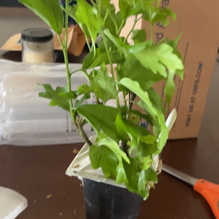 Photo of the plant species Rose of Sharon 'Starblast Chiffon' by @BigTomato7 named Tree Diddy on Greg, the plant care app