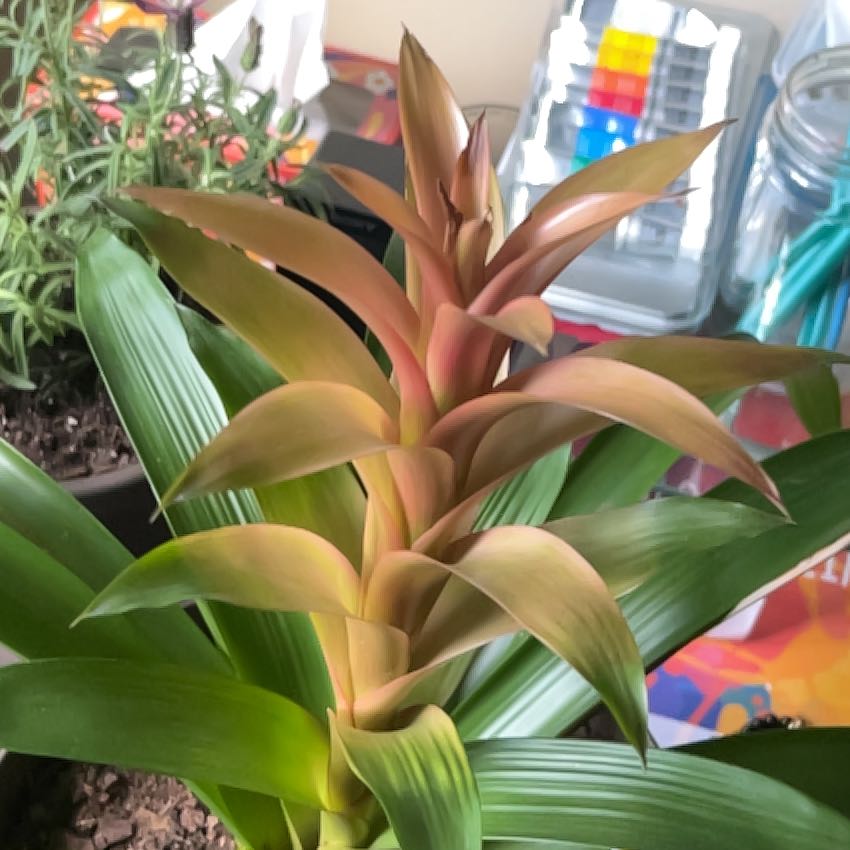 Photo of the plant species Bromeliad by @WarmBasil52 named Lola Palmas on Greg, the plant care app