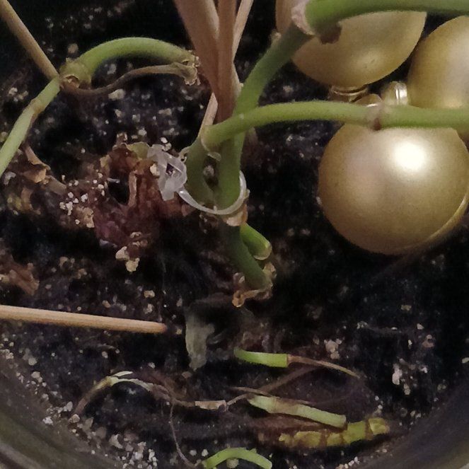 Photo of the plant species Mini Monsterra by @KookyAsterium52 named Gobi on Greg, the plant care app