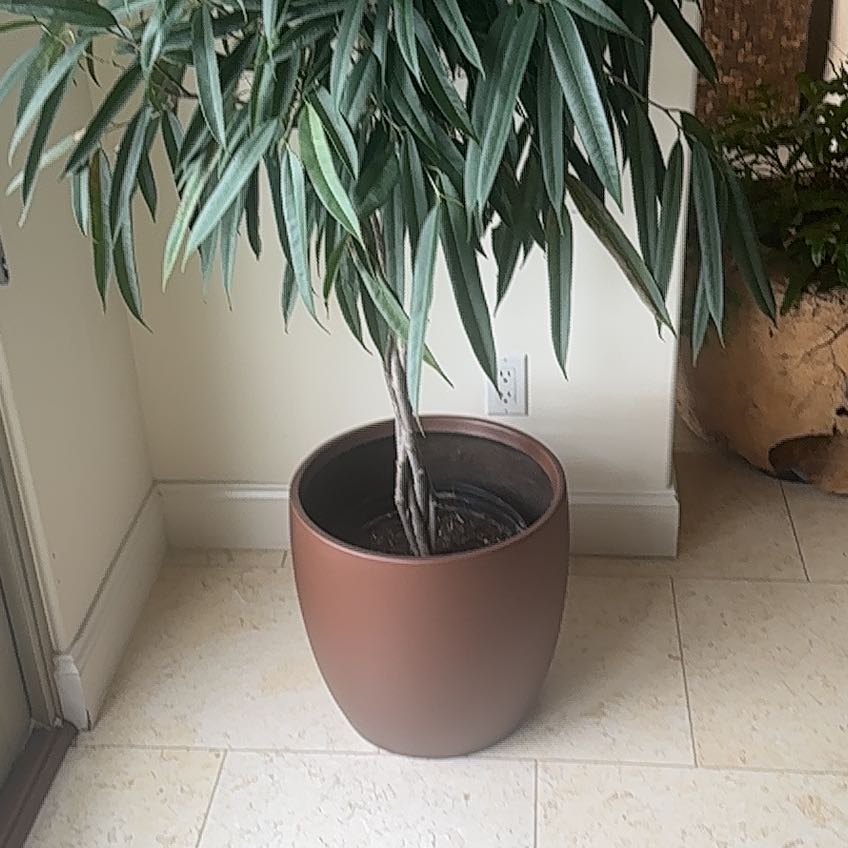 Photo of the plant species Ficus by @FitStinkwort87 named Shakira on Greg, the plant care app