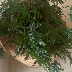 Photo of the plant species Maile by @FitStinkwort87 named Peter Parker on Greg, the plant care app