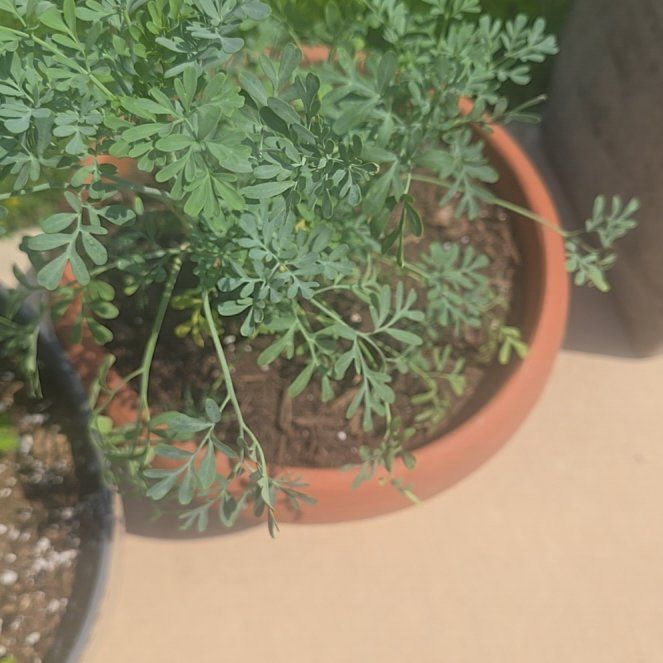 Photo of the plant species Common Rue by @FashionerTutsan named Keanu Leaves on Greg, the plant care app