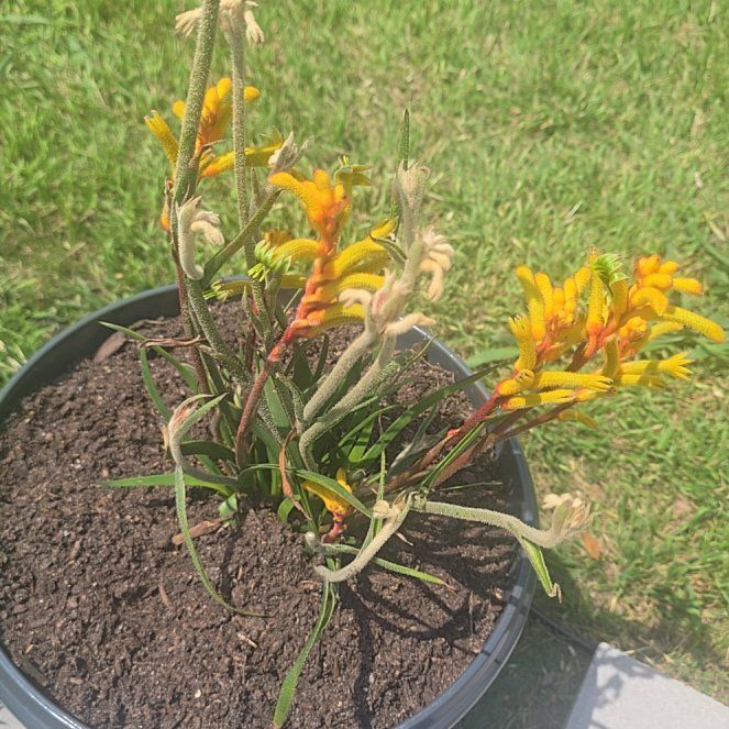 Photo of the plant species Butterfly Weed by @FashionerTutsan named Sigmund on Greg, the plant care app