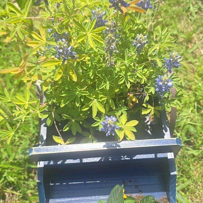 Photo of the plant species Texas Bluebonnet by @FashionerTutsan named Queen on Greg, the plant care app