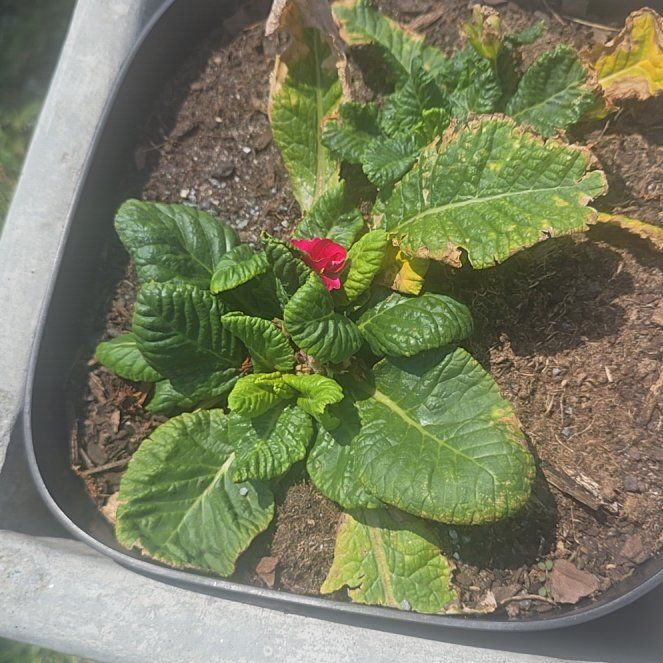 Photo of the plant species Common Primrose by @FashionerTutsan named Planty on Greg, the plant care app