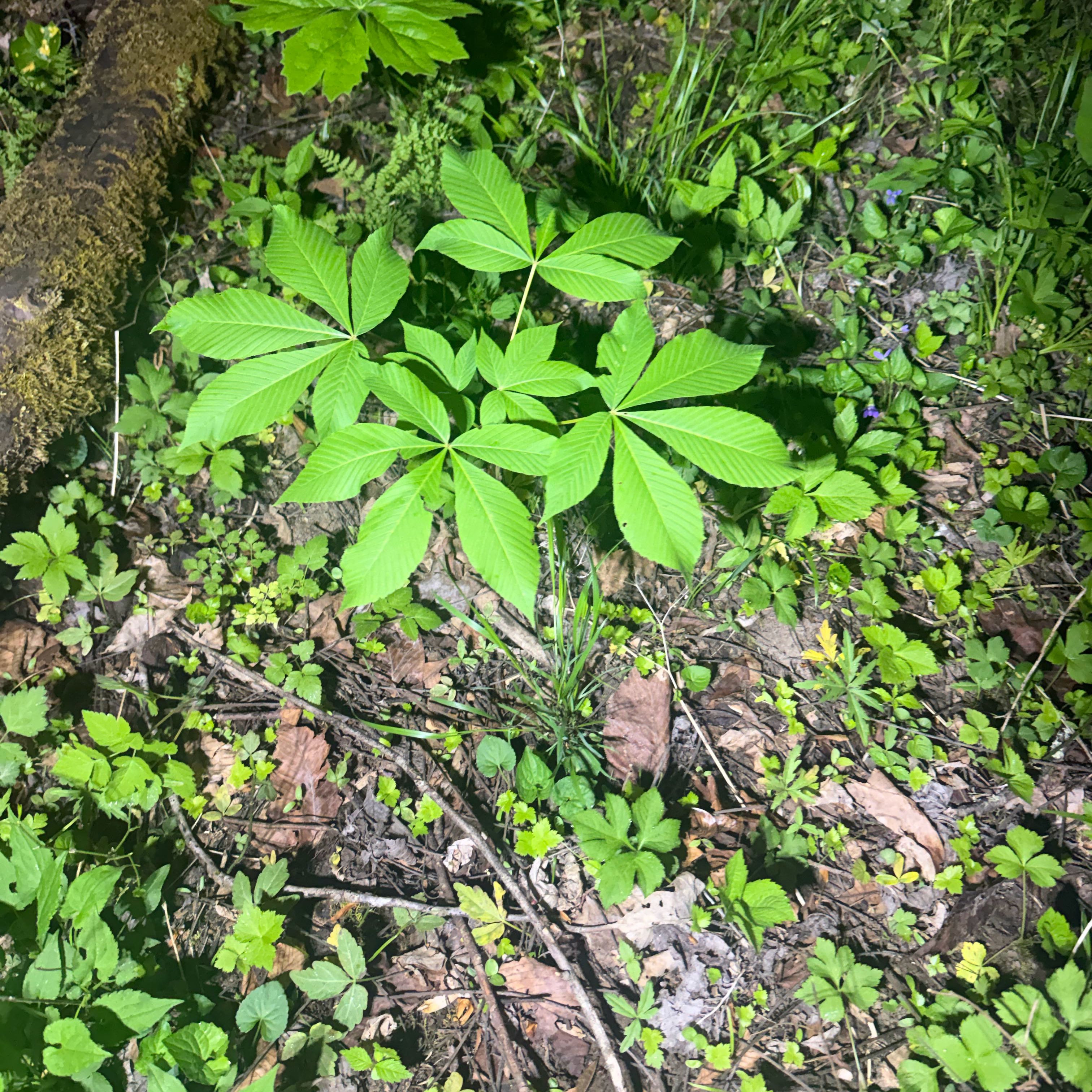 Photo of the plant species Red Buckeye by @ShapelyLemon79 named Queen on Greg, the plant care app