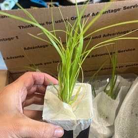 Photo of the plant species Pampas Grass by @CordialMira named Prince on Greg, the plant care app