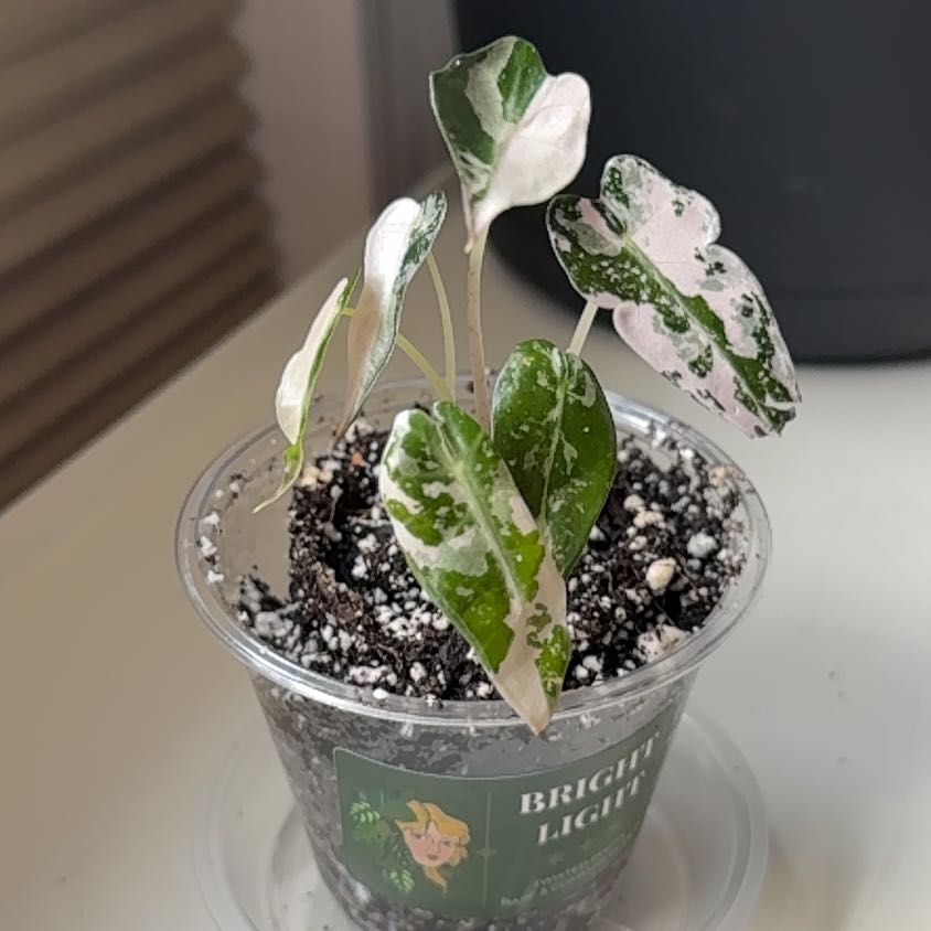 Photo of the plant species Alocasia Bambino Variegated Pink by @FeralFoliage named Babe on Greg, the plant care app