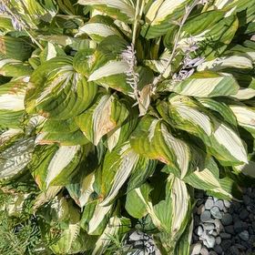 Photo of the plant species Plantain Lily by @IdolBarley87 named Emerson on Greg, the plant care app