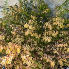 Photo of the plant species Winged Burning Bush by @IdolBarley87 named Pax on Greg, the plant care app
