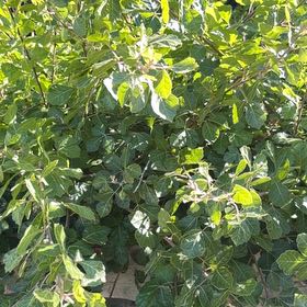 Photo of the plant species Fragrant Sumac by @IdolBarley87 named Gates on Greg, the plant care app