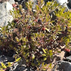 Photo of the plant species Bearberry by @IdolBarley87 named Kylie on Greg, the plant care app